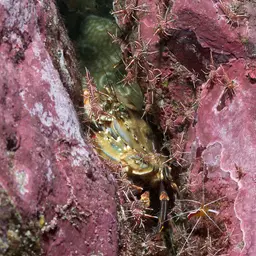 Camel Shrimp, photo 7