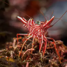 Camel Shrimp, photo 8