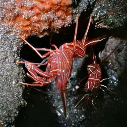 Camel Shrimp, photo 9