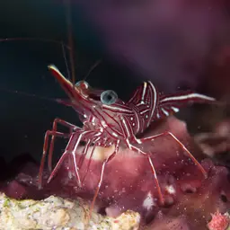 Camel Shrimp, photo 10