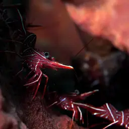 Camel Shrimp, photo 11