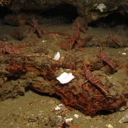Camel Shrimp, photo 12