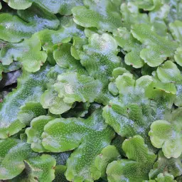 Coral Moss