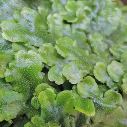 Coral Moss, photo 2