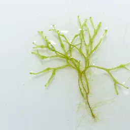 Floating Crystalwort