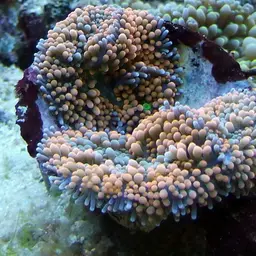 Florida corallimorph