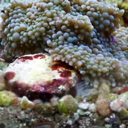 Florida corallimorph, photo 2