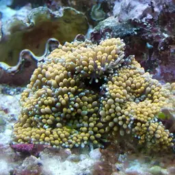 Florida corallimorph, photo 3