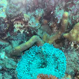 Florida corallimorph, photo 6