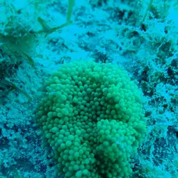 Florida corallimorph, photo 7