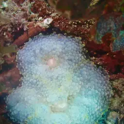 Florida corallimorph, photo 8