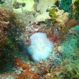 Florida corallimorph, photo 9