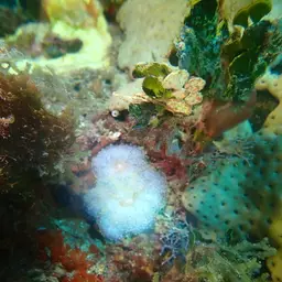 Florida corallimorph, photo 10