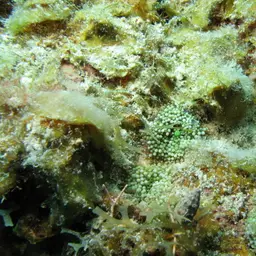Florida corallimorph, photo 11