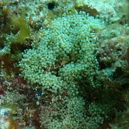 Florida corallimorph, photo 12