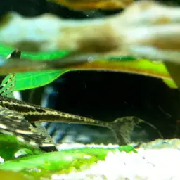 Whiptail Catfish, photo 1