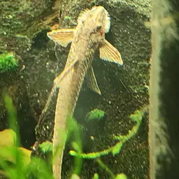 Whiptail Catfish, photo 2