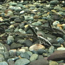 Whiptail Catfish, photo 3