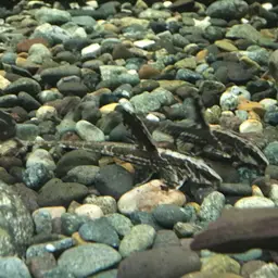 Whiptail Catfish, photo 4
