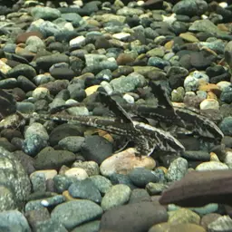 Whiptail Catfish, photo 5