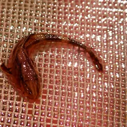 Whiptail Catfish, photo 6