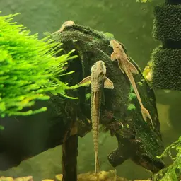 Whiptail Catfish, photo 7