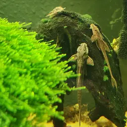 Whiptail Catfish, photo 8