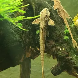 Whiptail Catfish, photo 9