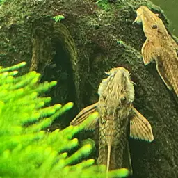 Whiptail Catfish, photo 10