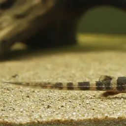 Whiptail Catfish, photo 11