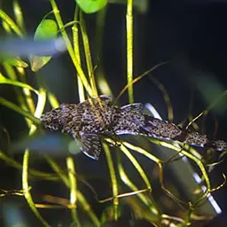 Whiptail Loricaria, photo 1