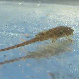 Whiptail Loricaria, photo 2