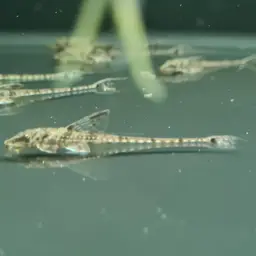 Whiptail Loricaria, photo 3
