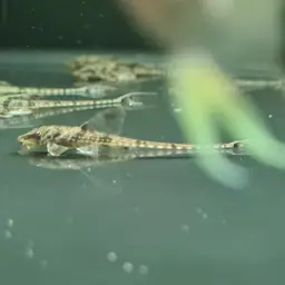 Whiptail Loricaria, photo 4