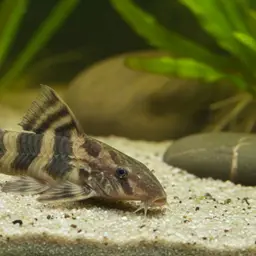 Whiptail Loricaria, photo 6