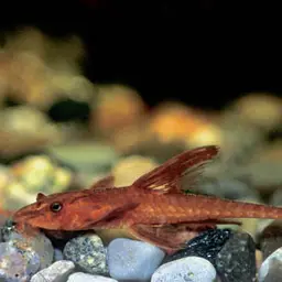 Red Lizard Catfish, photo 1