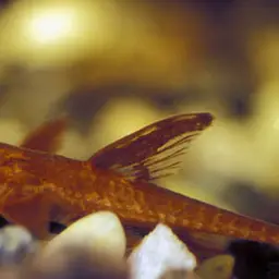 Red Lizard Catfish, photo 2