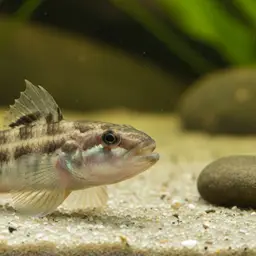 River Goby, photo 5