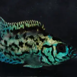 Jack Dempsey, photo 3