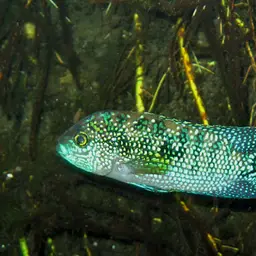 Jack Dempsey, photo 6