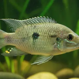 Rocio spinosissima