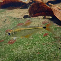Guatemalan Glass Characin, photo 1