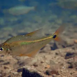 Guatemalan Glass Characin, photo 2
