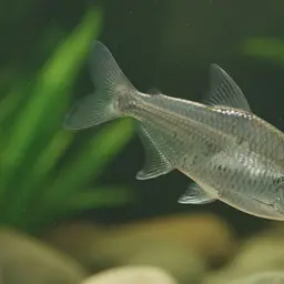 Guatemalan Glass Characin, photo 3