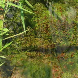 Dwarf rotala