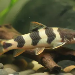 Royal Clown Loach, photo 5