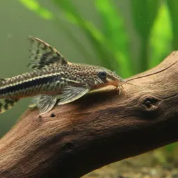 Royal Farlowella Whiptail Catfish (Tank-Bred), photo 2
