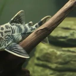 Royal Pleco, photo 10