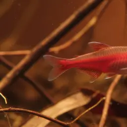 Ruby Tetra, photo 9