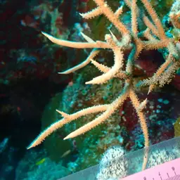 Bushy Sea Rod, photo 1